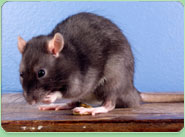 rat control Greasley